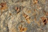 Two Ordovician Starfish (Petraster?) Fossils With Trilobite Heads #200189-2